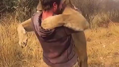 lion hug