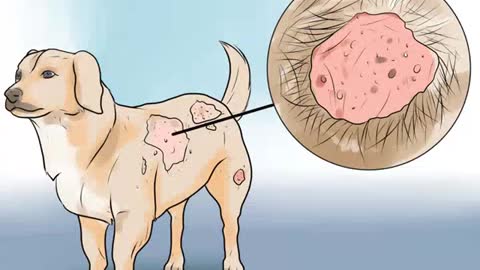 Identify Mange on Dogs | Dog Allergy