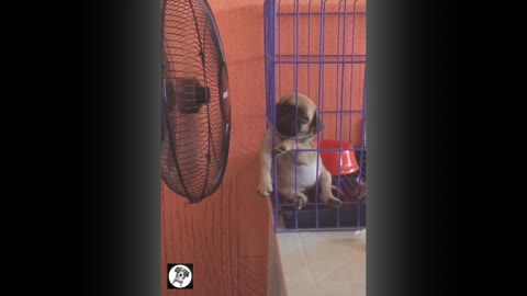 Pug Funny moments -Cute dogs videos
