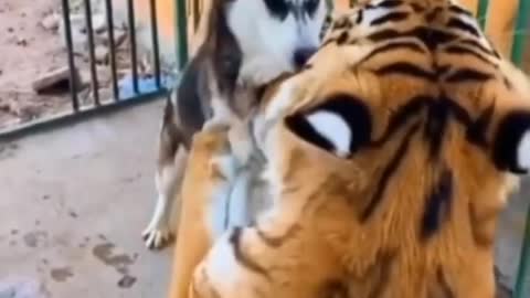 Husky vs Tiger 🤔