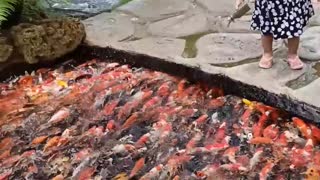 Koi Fish Feeding Frenzy