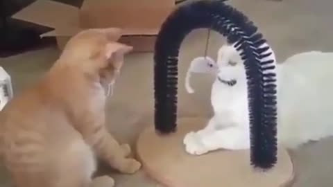 Orange kitten bullies white kitten