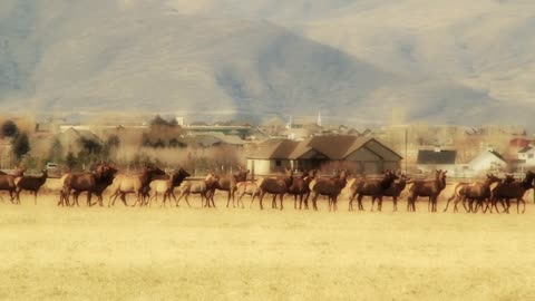 large herd of elk in fields by houses panning shot