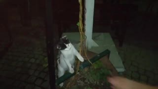 Cute Cat Wants To Play