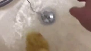 Duckling Refuses to Leave Bathtub