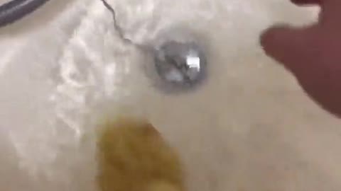 Duckling Refuses to Leave Bathtub