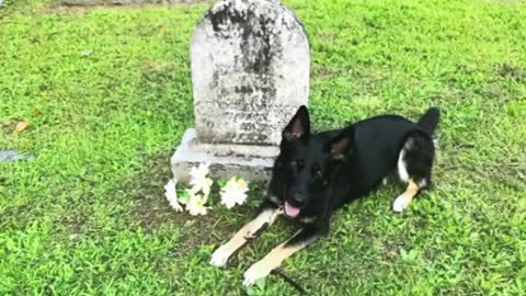 Myth Busting Cadaver Dogs Series