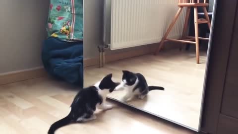The cat is surprised to see himself