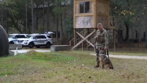 Security Forces Squadron military working dog handler B roll SC, the UNITED STATES.