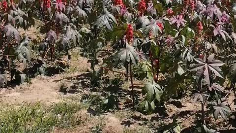 The sea of ​​red flowers is awesome