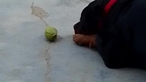 Dog eat mango