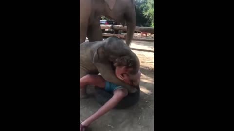 Excited Baby Elephant Plays With Guy While Trying to Climb on Him