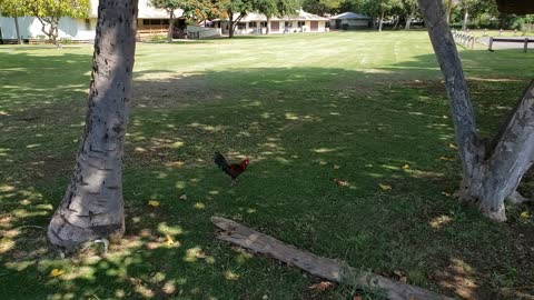 Chickens in a Park