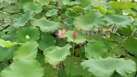 How beautiful the lotus is in bloom