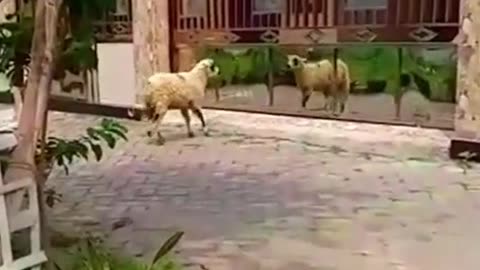 Funny ram