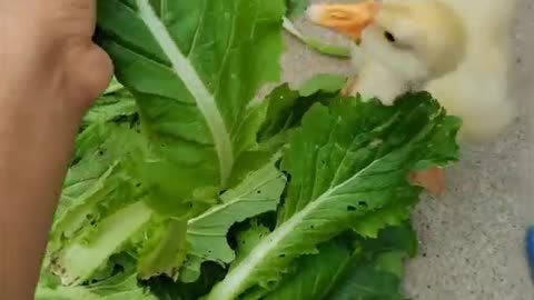 Duck eating vegetables