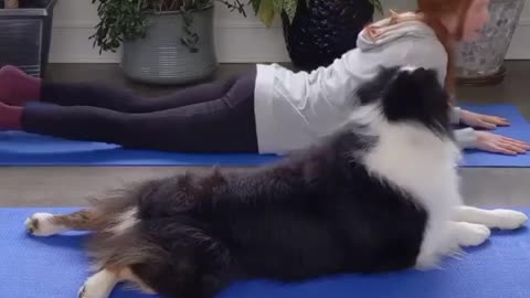 Dog doing yoga with his master