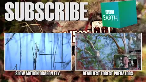 Dragonfly vs Damselfly | Deadliest Showdowns | BBC Earth