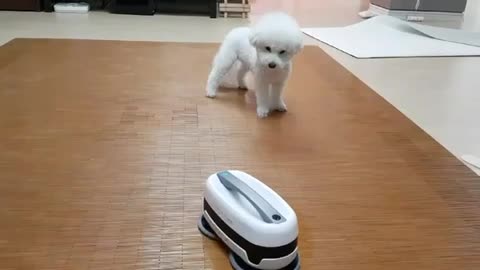 cute dog is tilting his head and barking to robot vacuum cleaner