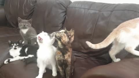 When my Five Cats afraid off together