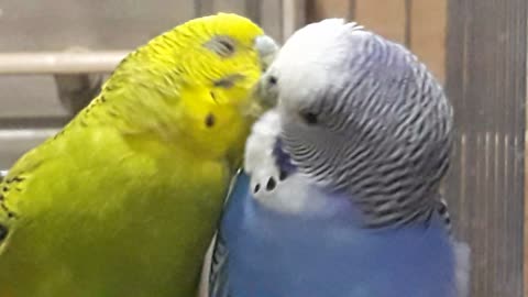 Beautiful Budgies Couple ♥