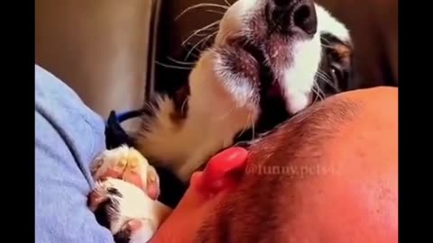 Dog Living Alarm