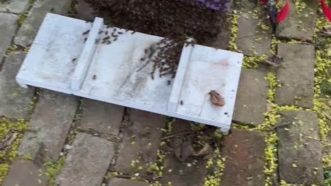 Bee Swarm Removed from Trash Can