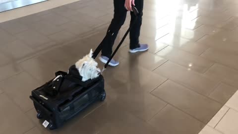 Westie travels in her own personal suitcase through airport
