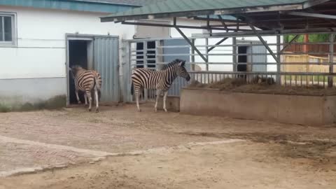 Do zebras have to wait for a zebra crossing?