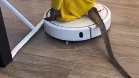Funny Monkey riding the cleaner machine for helping to clean house