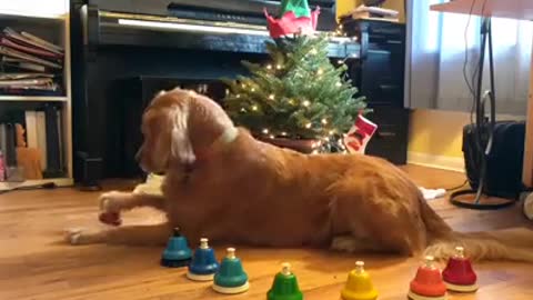 Golden Retriever rings bells in tune to Christmas classic