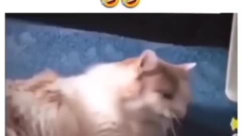 Funny cat