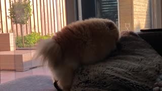 Puppy humping his pillow