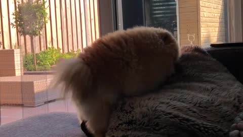 Puppy humping his pillow