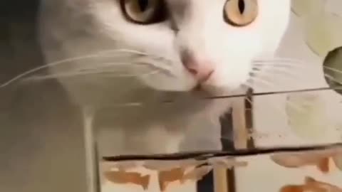 Cat drinking water in a funny way