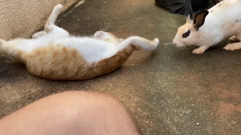 Friendship between rabbit and Cat