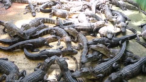 Alligator Farm in Miami