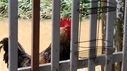 Billy the Angry Cock