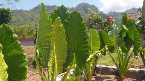 elephant ear plant