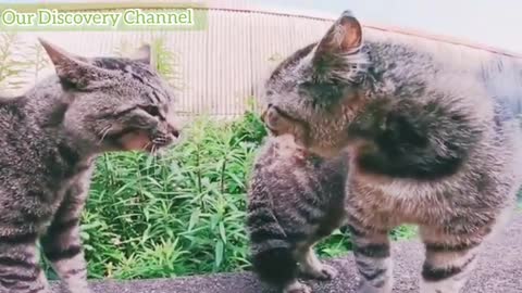 Cats Street Fighting Videos 2021_Full-HD