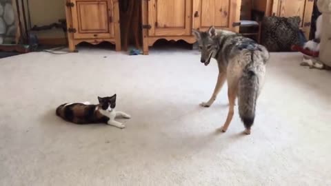 Cat love!🐈 Cat is playing with a Coyote!🥰 Funny video!🤭