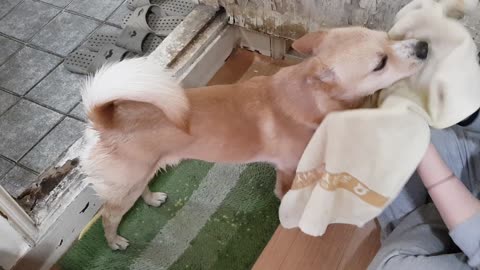 Korean dog drying with towel after shower :)