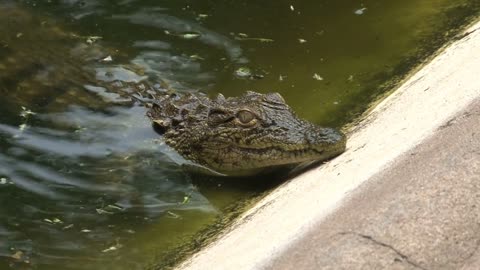 Young Nile Crocodile half-submerged in water