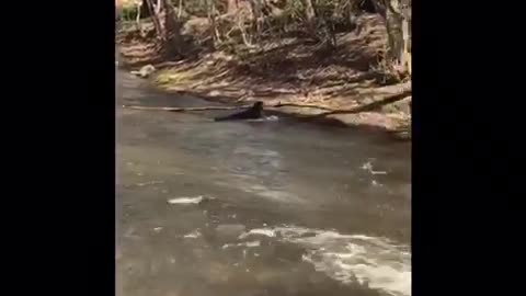 A dog fetches a huge branch from a stream