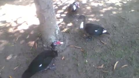 Os patos e cisnes se dão bem embaixo de uma árvore no parque, sem brigas [Nature & Animals]
