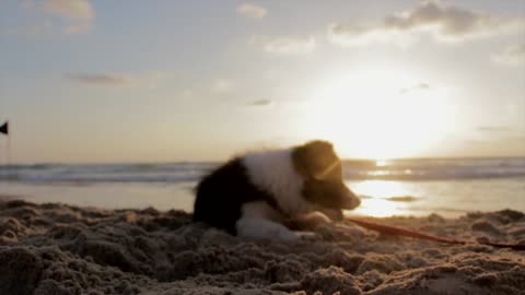 Puppy have fun energetically on the seashore!