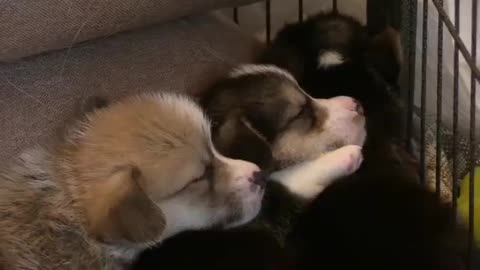 MyCute Puppies