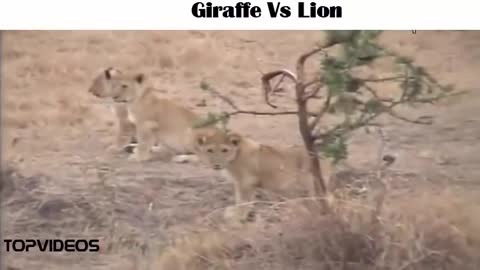 Giraffe Kills Lion Who Killed Her Baby | Lion VS Giraffe