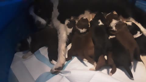 TERRA BYTE's puppies, 15 days old, after feeding time