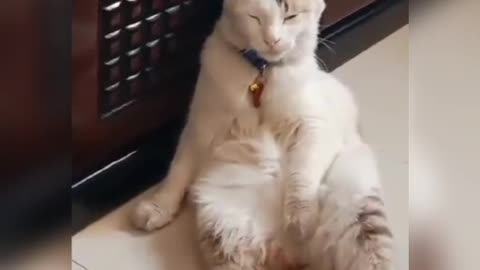 Cat's Funny Sitting Style